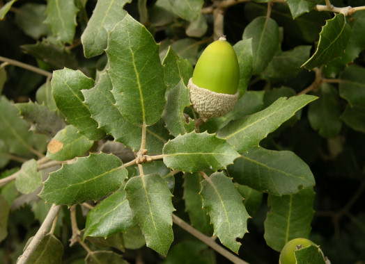 ENCINAS ARBOL encinas arbol:
