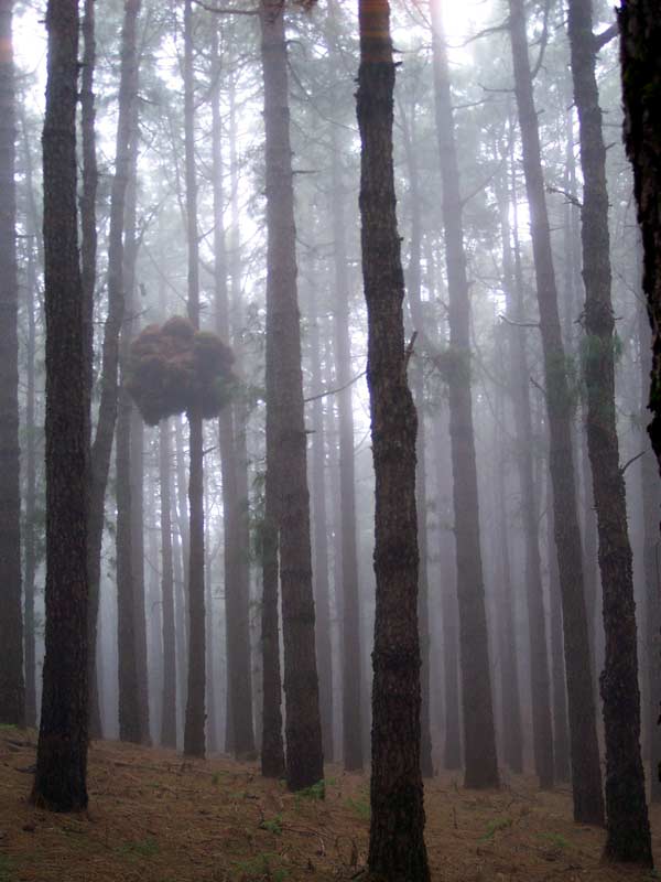 Dentro de la niebla, ruta de los Volcanes, isla de La Palma, Espa�a, 6 de mayo de 2004.